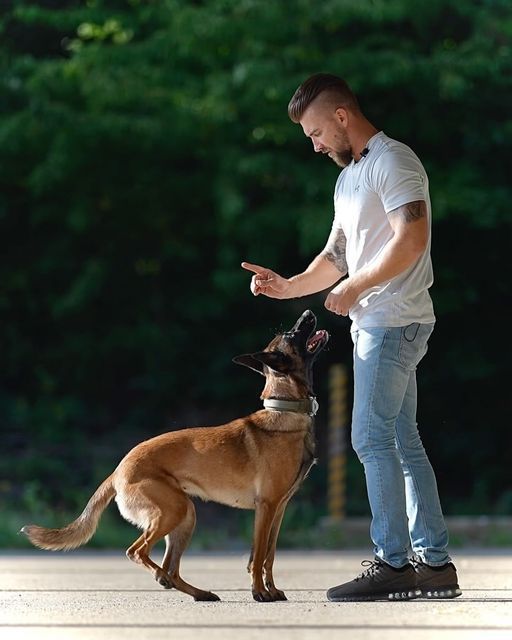 Affordable and Effective Dog Trainers LA Options