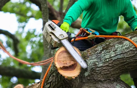 Expert Tree Care in Coalville: Why Hiring a Tree Surgeon Matters and When to Trim Trees