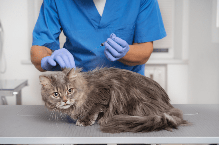 Why Feline Vaccines Are Essential for Every Cat